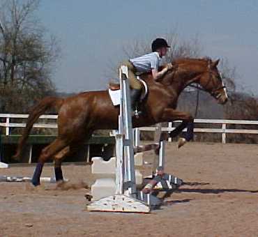 chestnut_horse.jpg